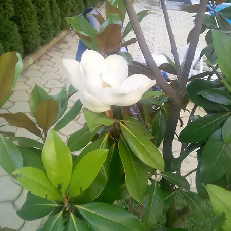 Magnolia 2 Apartmán *